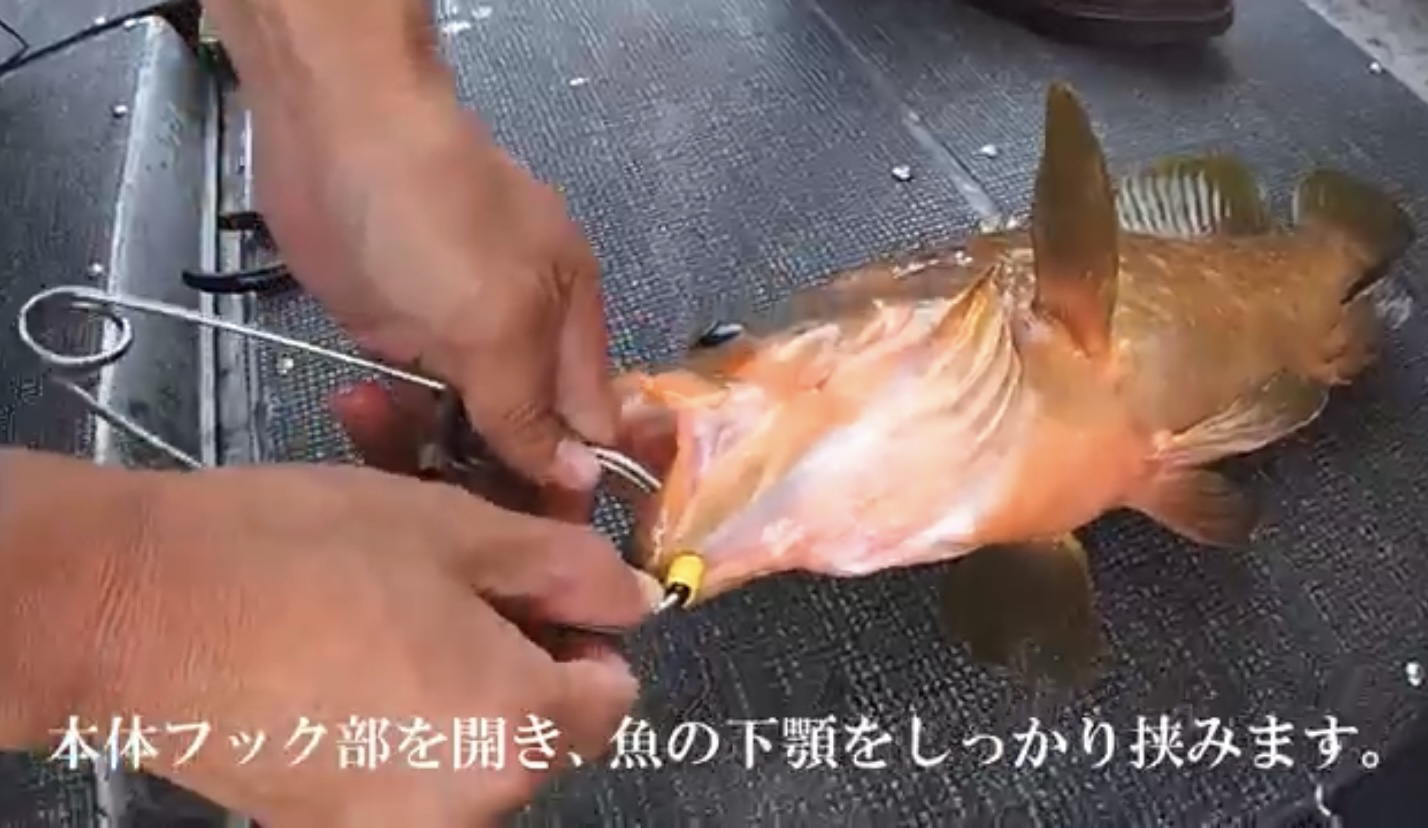 ディープで釣った魚をディープに送り届けてリリースする すぐにリリースする場合はエア抜きより魚に優しいかも Kohoku Fishing Com